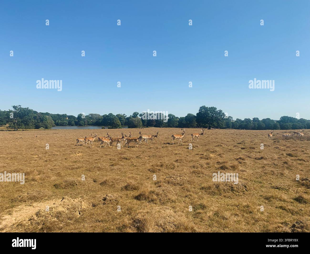 Cervo nel Petworth Deer Park Foto Stock