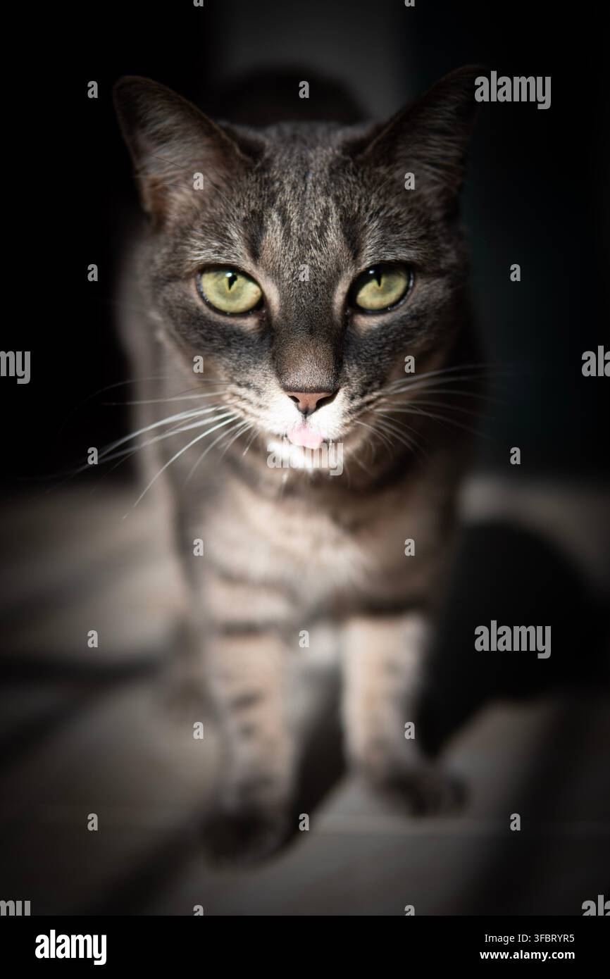 Gatto domestico grigio tigrato con occhi verdi che guarda direttamente nella fotocamera su uno sfondo scuro sfocato. Foto Stock
