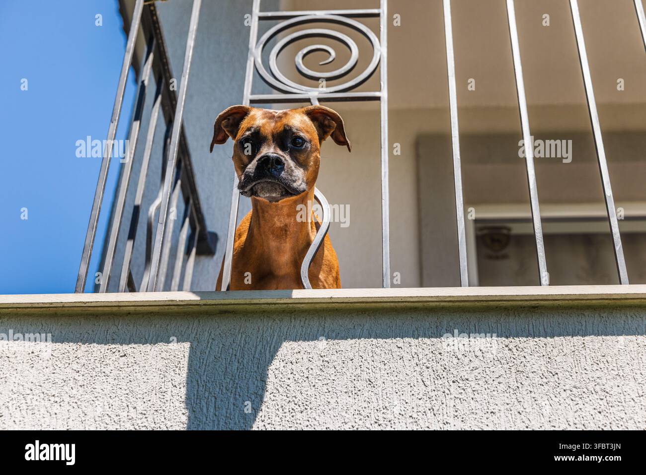 Cane Boxer attento che guarda oltre la ringhiera del balcone Foto Stock