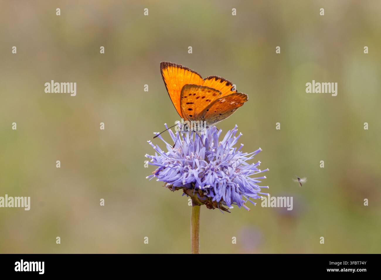 Farfalla di rame rara (Lycaena virgaureae) seduta su una fiore selvatico viola Jasione montana in un prato estivo. Luglio 2023 Foto Stock