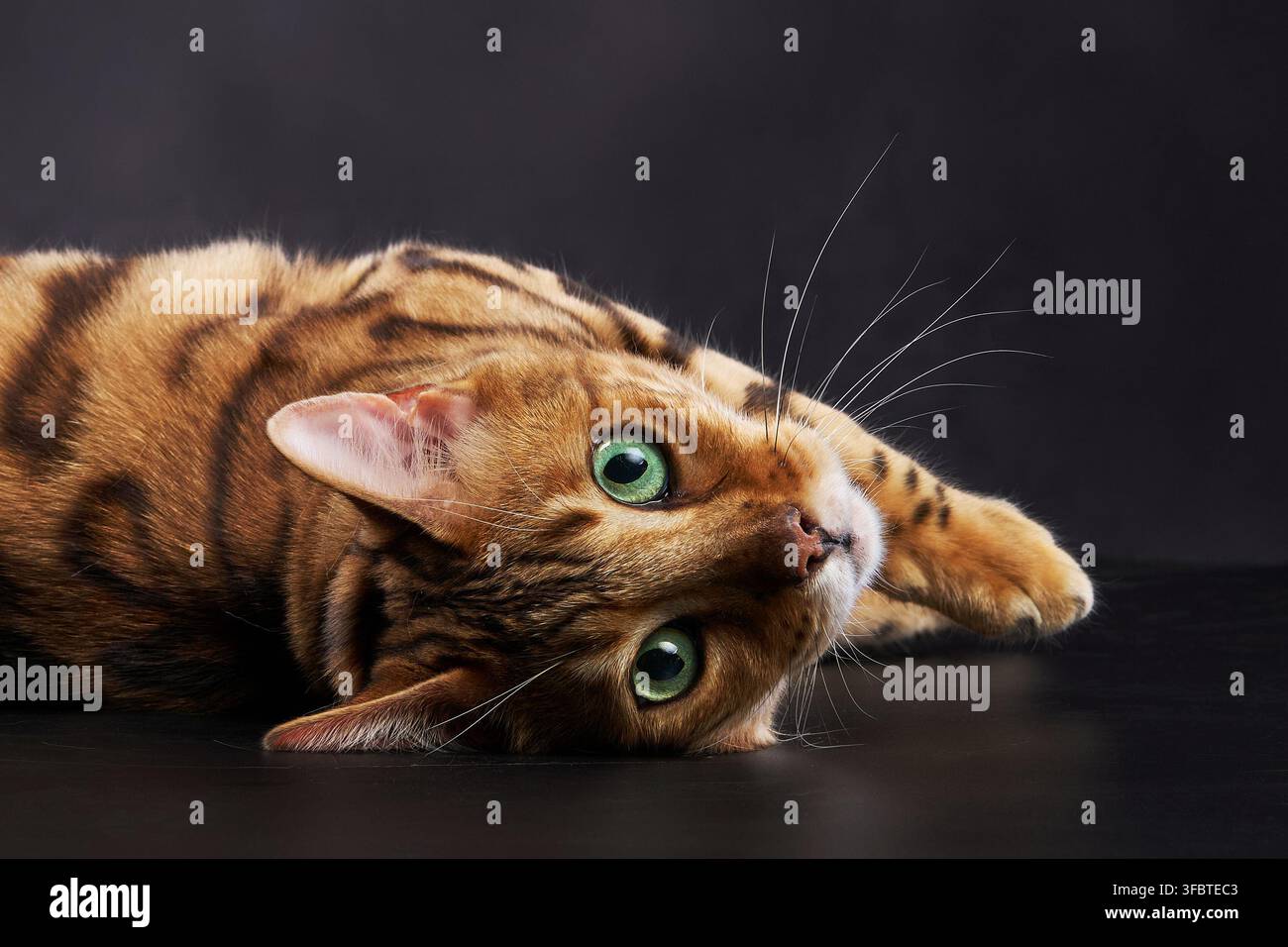Un gatto del Bengala appoggia la testa a terra mentre è sdraiato su un fianco. Lo sfondo nero mette in risalto il mantello e gli occhi suggestivi del gatto. Foto Stock