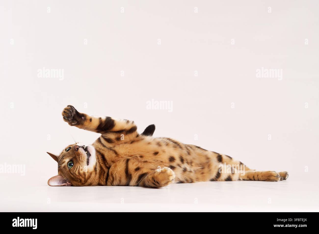 Un gatto del Bengala giace sulla schiena con una zampa in aria. La sua posizione giocosa e la pancia aperta suggeriscono comodità. Foto Stock