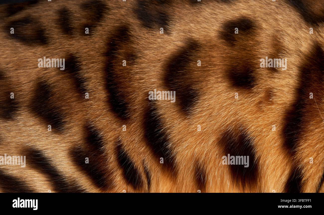 Un primo piano del pelo di un gatto Bengal mostra ricche tonalità dorate e rosette audaci. Le marcature sono nette e contrastano con il nero. Foto Stock