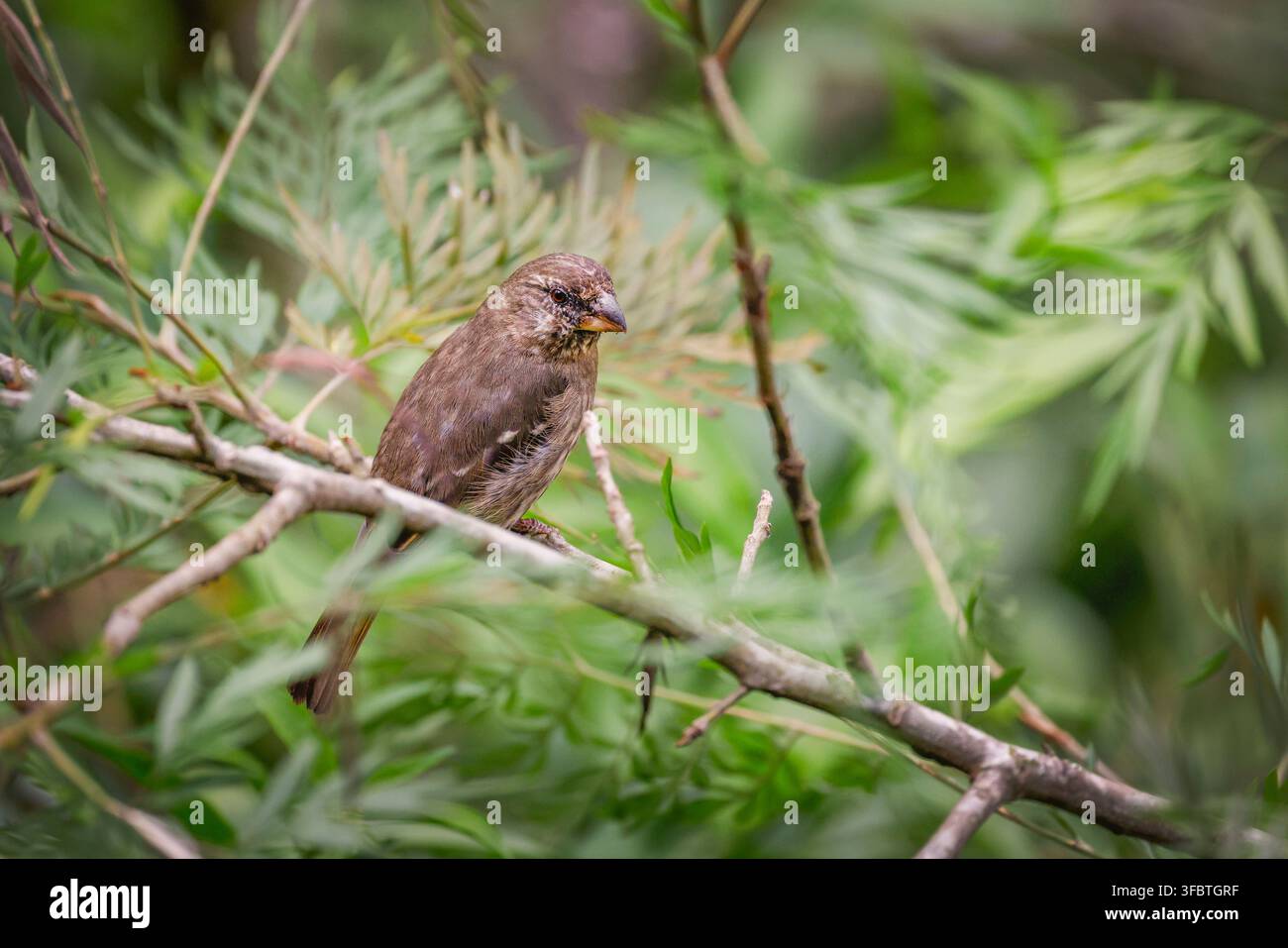 Un Beccolesso dal becco spesso (Crithagra burtoni) appollaiato tranquillamente su un ramo di un albero nel suo habitat naturale africano. Il suo becco robusto, il piumaggio sottile Foto Stock