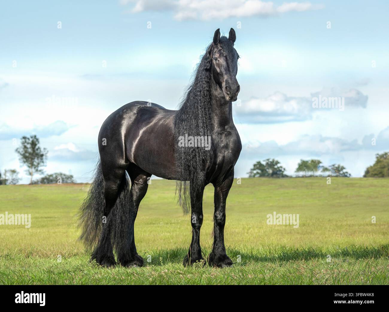 giovane femmina di cavallo frisone in piedi in un prato con cielo azzurro Foto Stock