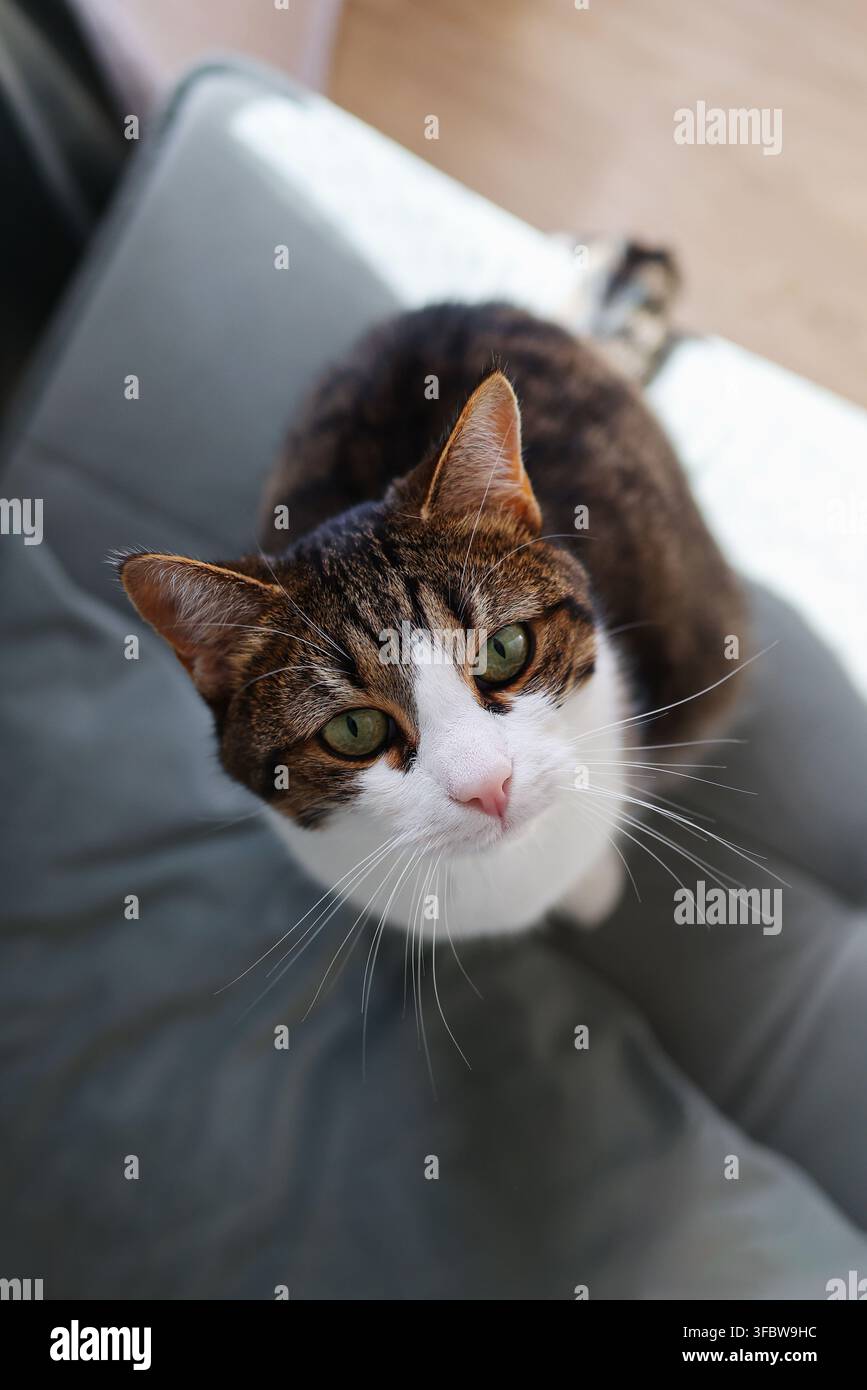 Ritratto ravvicinato di un gatto domestico tigrato e bianco con occhi verdi che guarda direttamente la telecamera mentre si rilassa a casa. Foto Stock