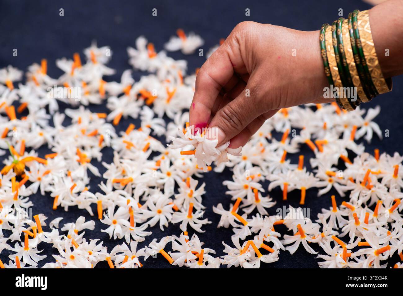 Mano di donna con braccialetti d'oro e di vetro in mano che raccoglie fiori di Parijat noti anche come Gelsomino a fioritura notturna che sono caduti a terra. Foto Stock