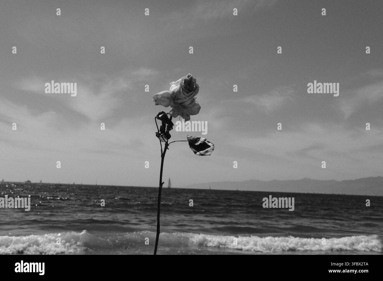 Una singola rosa si erge contro un cielo aperto e l'oceano, isolata in una composizione minimalista a contrasto elevato in bianco e nero. Foto Stock