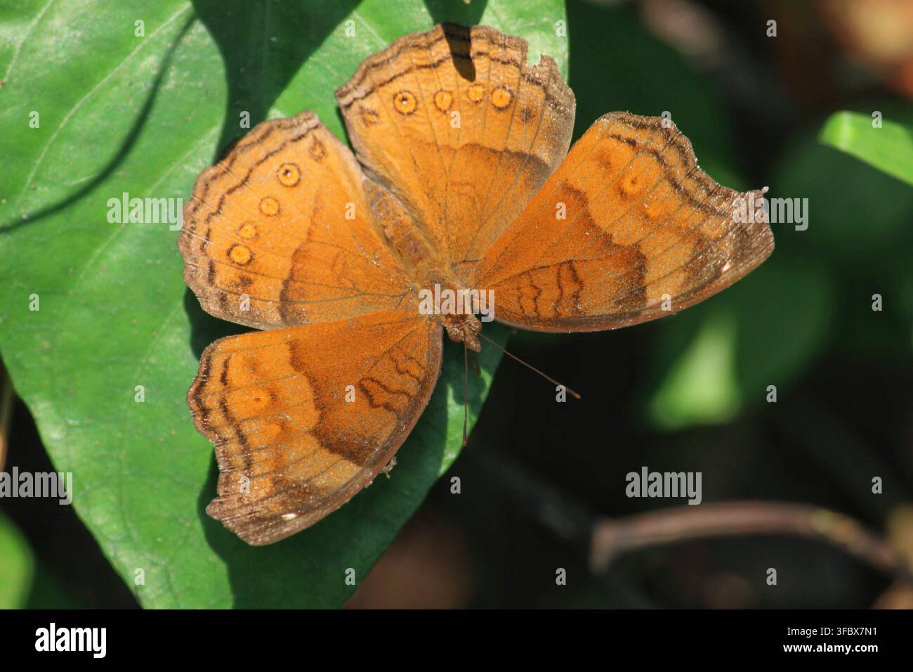 Una farfalla Chocolate Argus si sta crogiolando in un mattino luminoso, appollaiata su una foglia verde nel giardino. Junonia hedonia dell'est di Giava, Indonesia. Foto Stock