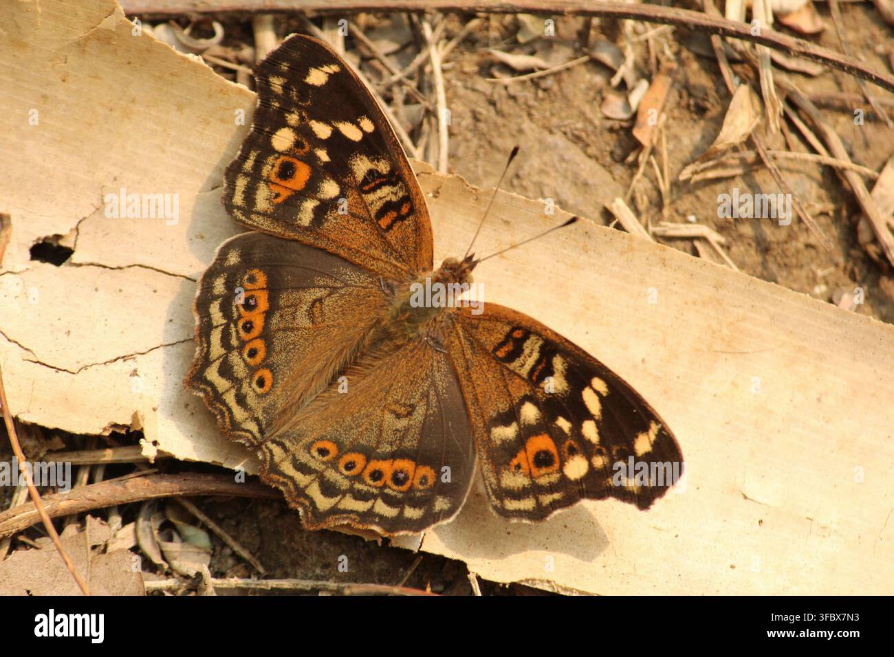 Farfalla Argus settentrionale che si riscalda al sole mentre è appollaiata su una guaina di bambù secca a terra durante una mattina luminosa. Junonia erigone dell'est di Java, Indonesia. Foto Stock