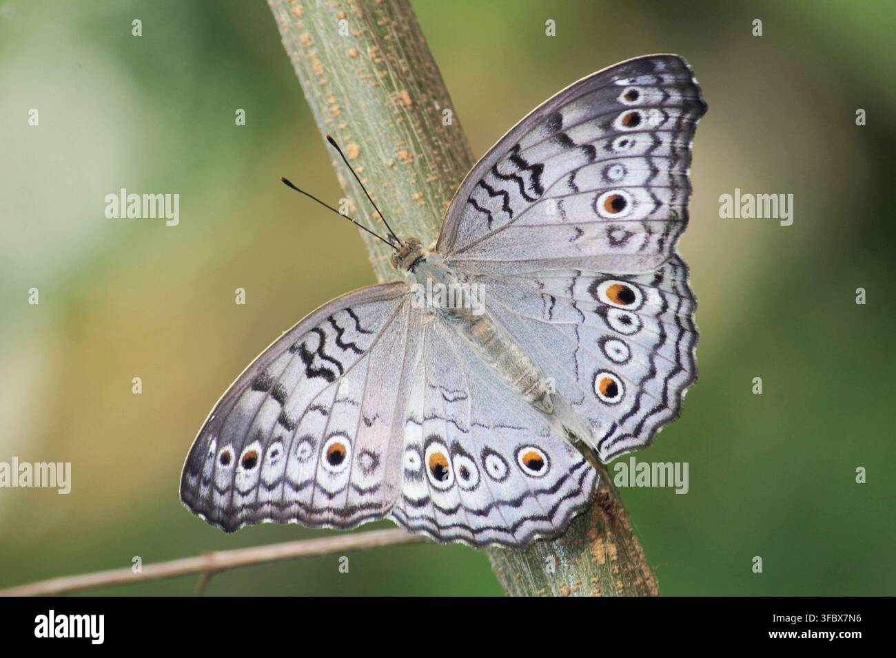 Una farfalla Grigia Pansy si sta crogiolando su un ramo nel giardino mentre splende il sole del mattino. Farfalle Junonia atlites, Giava Orientale, Indonesia. Foto Stock