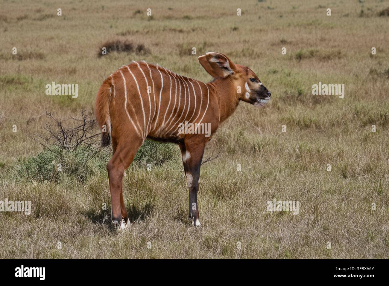 Antilope bongo giovanile con strisce bianche distintive e mantello marrone castano che cammina attraverso praterie aride. Immagine di fauna che presenta uno degli animali dell'Africa Foto Stock
