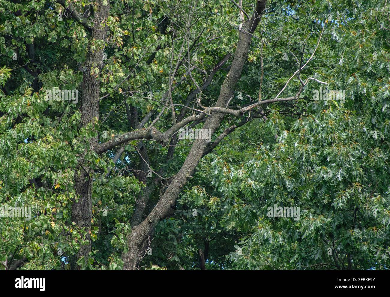 Una fitta chioma di alberi decidui con corteccia ruvida, caratterizzata da foglie verdi lobate e alcuni rami morti o spezzati visibili che si incrociano nella parte superiore Foto Stock