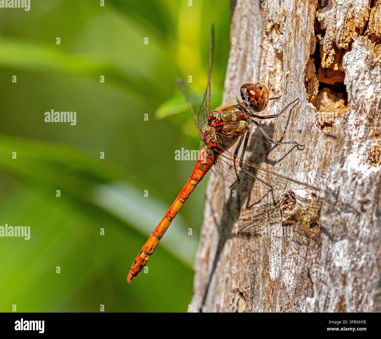 Primo piano di una libellula rossa appoggiata su una corteccia d'albero con fogliame verde sullo sfondo Foto Stock
