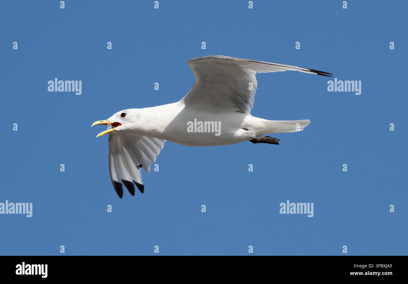 Adulto Gabbiano tridattilo, Rissa tridactyla, in volo che chiama lungo la costa di Scarborough, Inghilterra, Regno Unito. Foto Stock