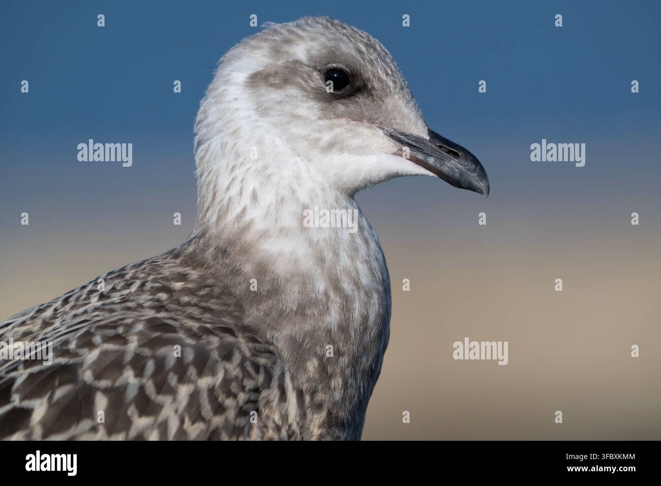 Gabbiano argentato giovanile, Larus argentatus, ritratto ravvicinato di un uccello volato, costa di Scarborough, Inghilterra, Regno Unito, Isole Britanniche. Foto Stock