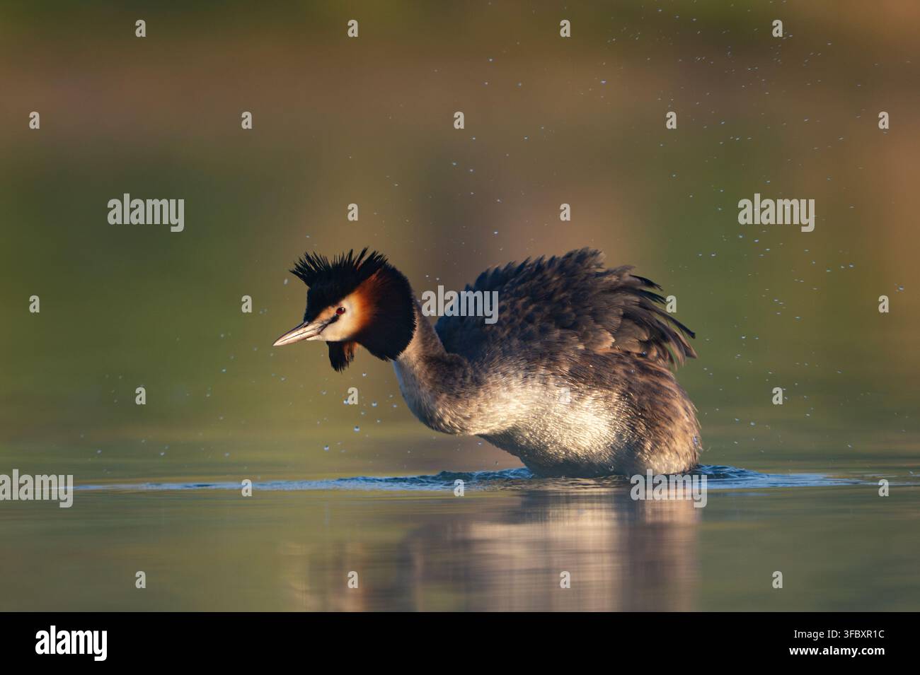 Un trampoliere crestata (Podiceps cristatus) scuote l'acqua dal suo piumaggio su un lago naturale, con goccioline che volano dal suo piumaggio. Fotografo della fauna Foto Stock