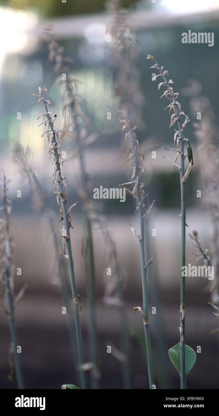Steli di fiori di hosta appassiti in una luce naturale soffusa, fiori secchi e foglie verdi su uno sfondo sfocato di giardino. Bellezza stagionale del decadimento. Foto Stock