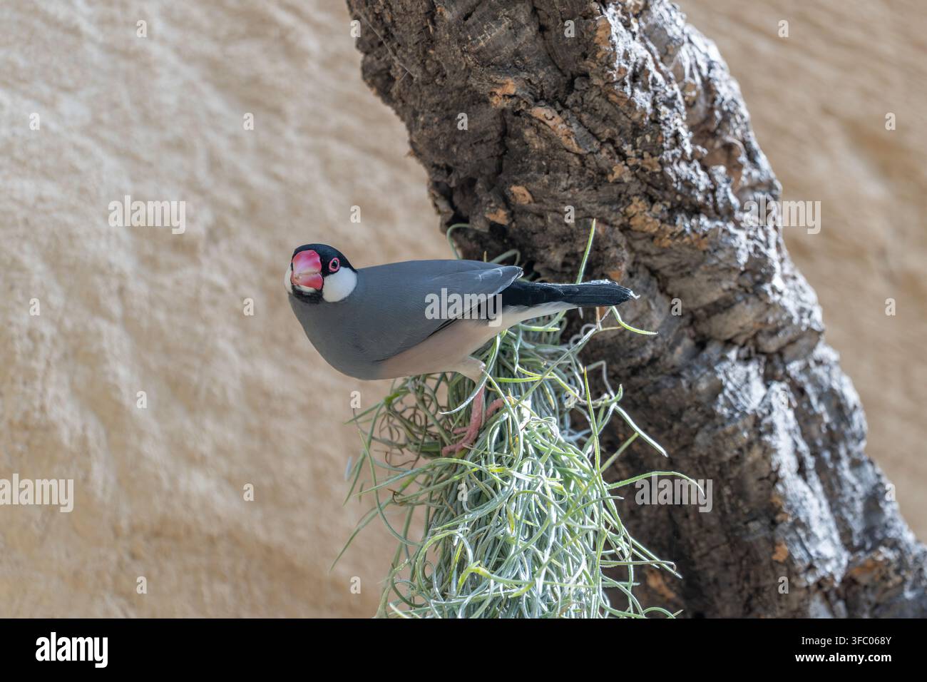 Passero del Giava  Padda oryzivora Foto Stock