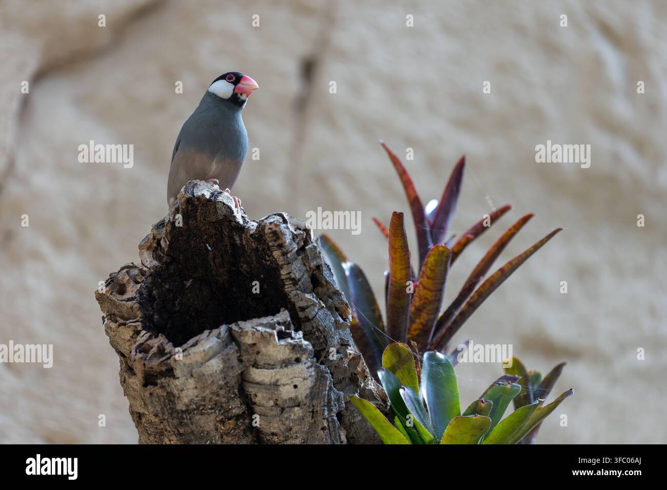 Passero del Giava  Padda oryzivora Foto Stock