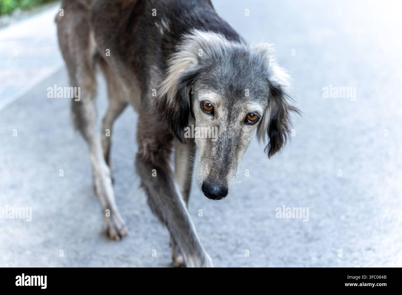 Un Taigan magro e affamato, noto anche come levriero kirghiso, cammina da solo su una strada asfaltata. Foto Stock