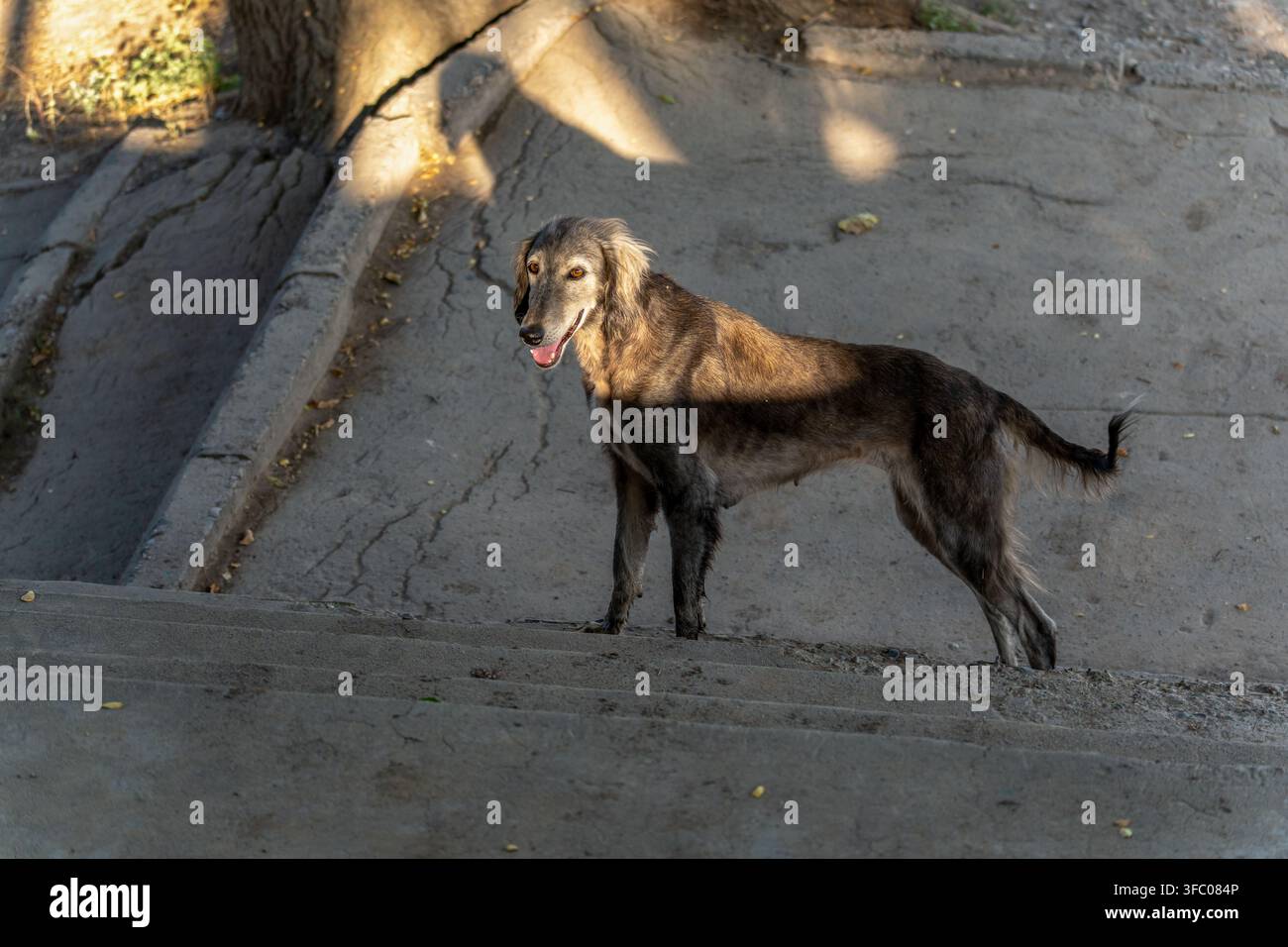 Un cane Taigan perso e affamato, noto anche come levriero kirghizo, si trova su gradini di cemento alla luce della città. Questa razza rara e magra di randagio sembra thi Foto Stock