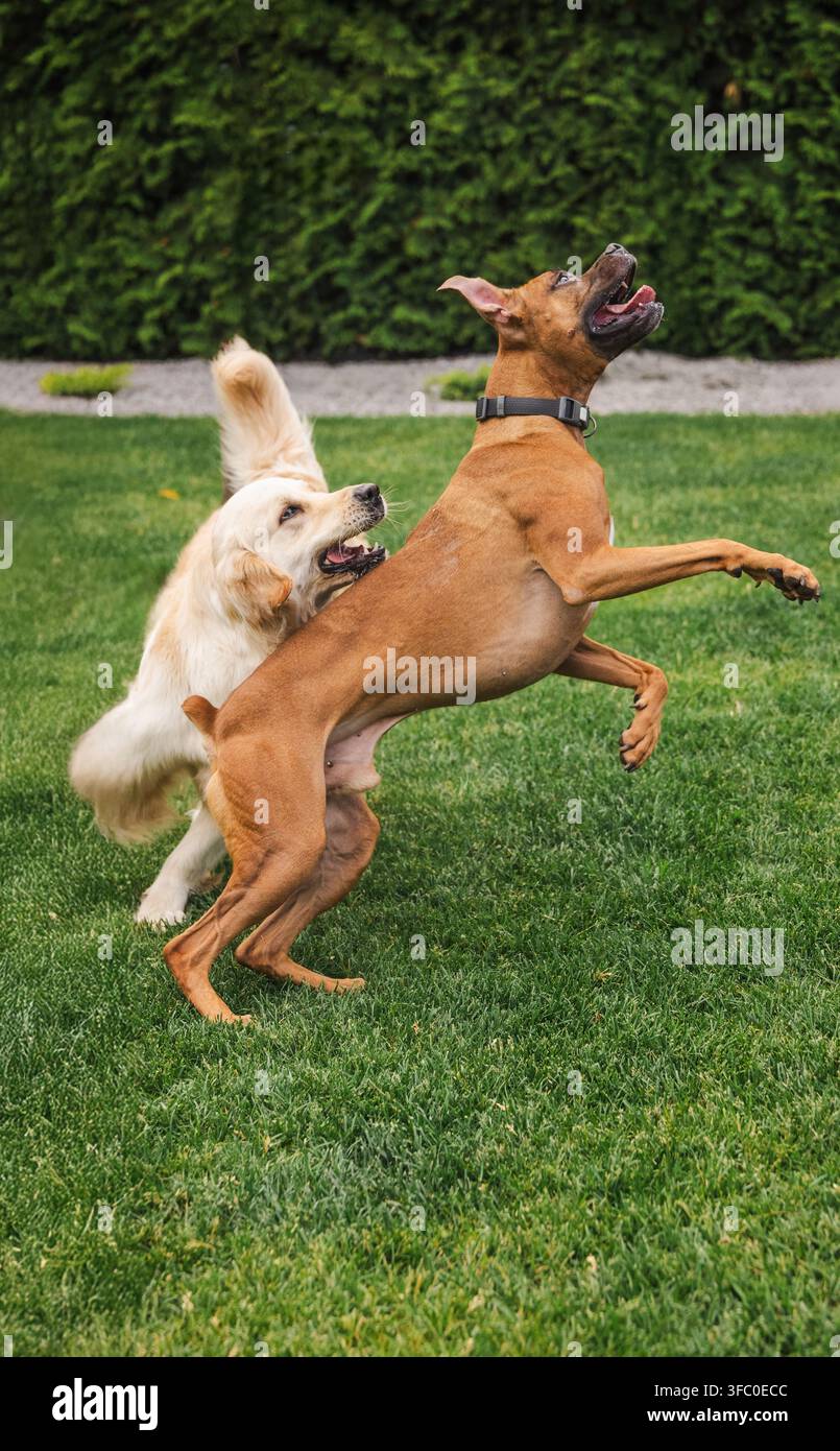 Cane Boxer e Golden Retriever che si ergono insieme su un prato erboso Foto Stock