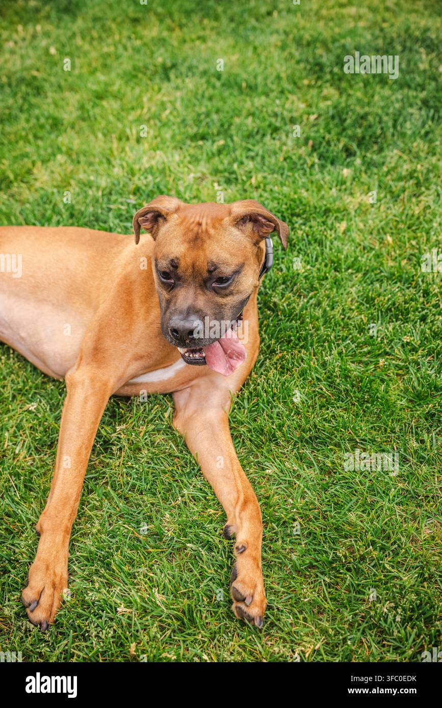 Cane Boxer sdraiato su un prato verde con la lingua fuori Foto Stock
