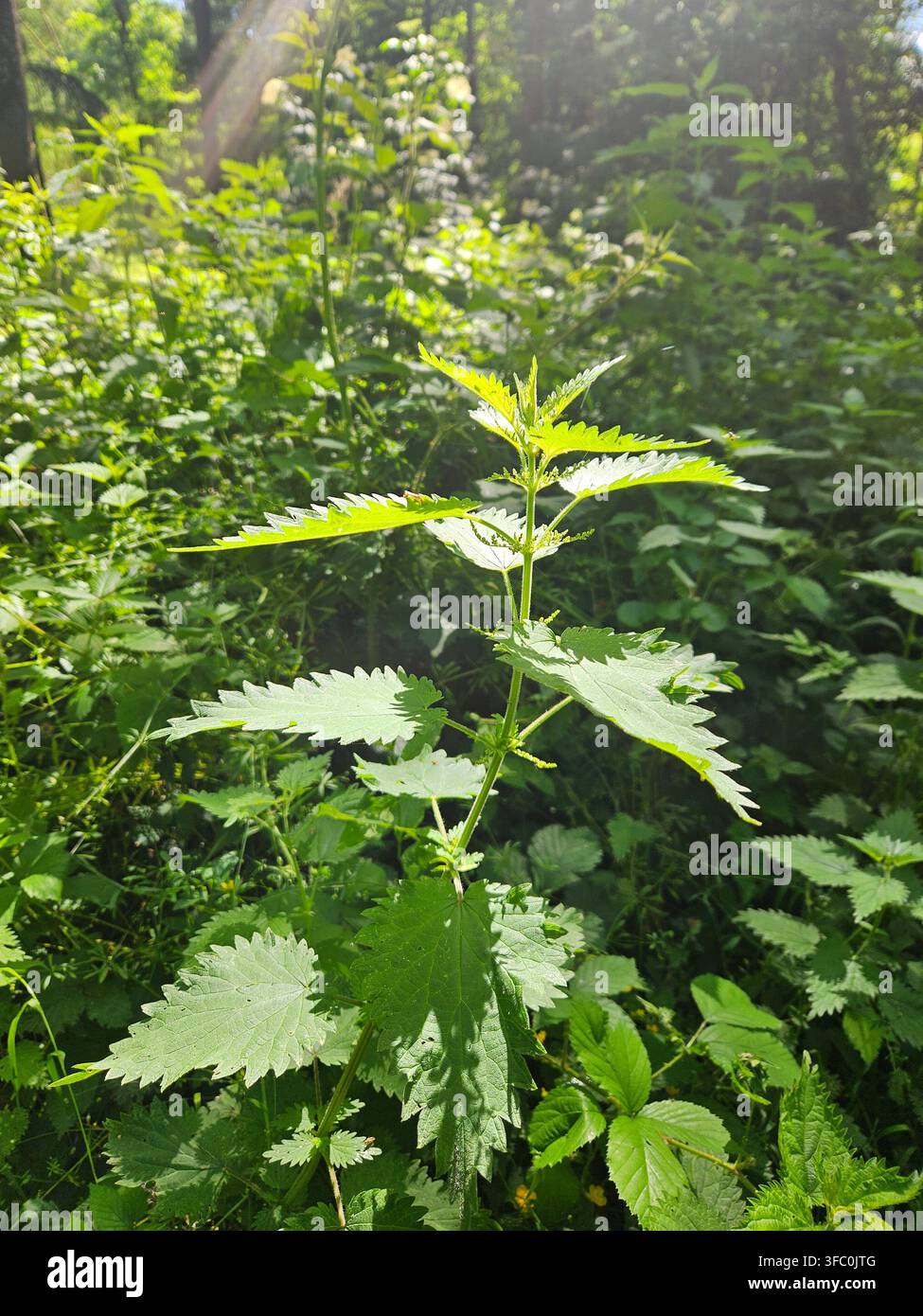 Ortica comune (Urtica dioica) che cresce nel sottobosco di una foresta, con foglie verdi seghettate illuminate da una luce solare screziata. Foto Stock