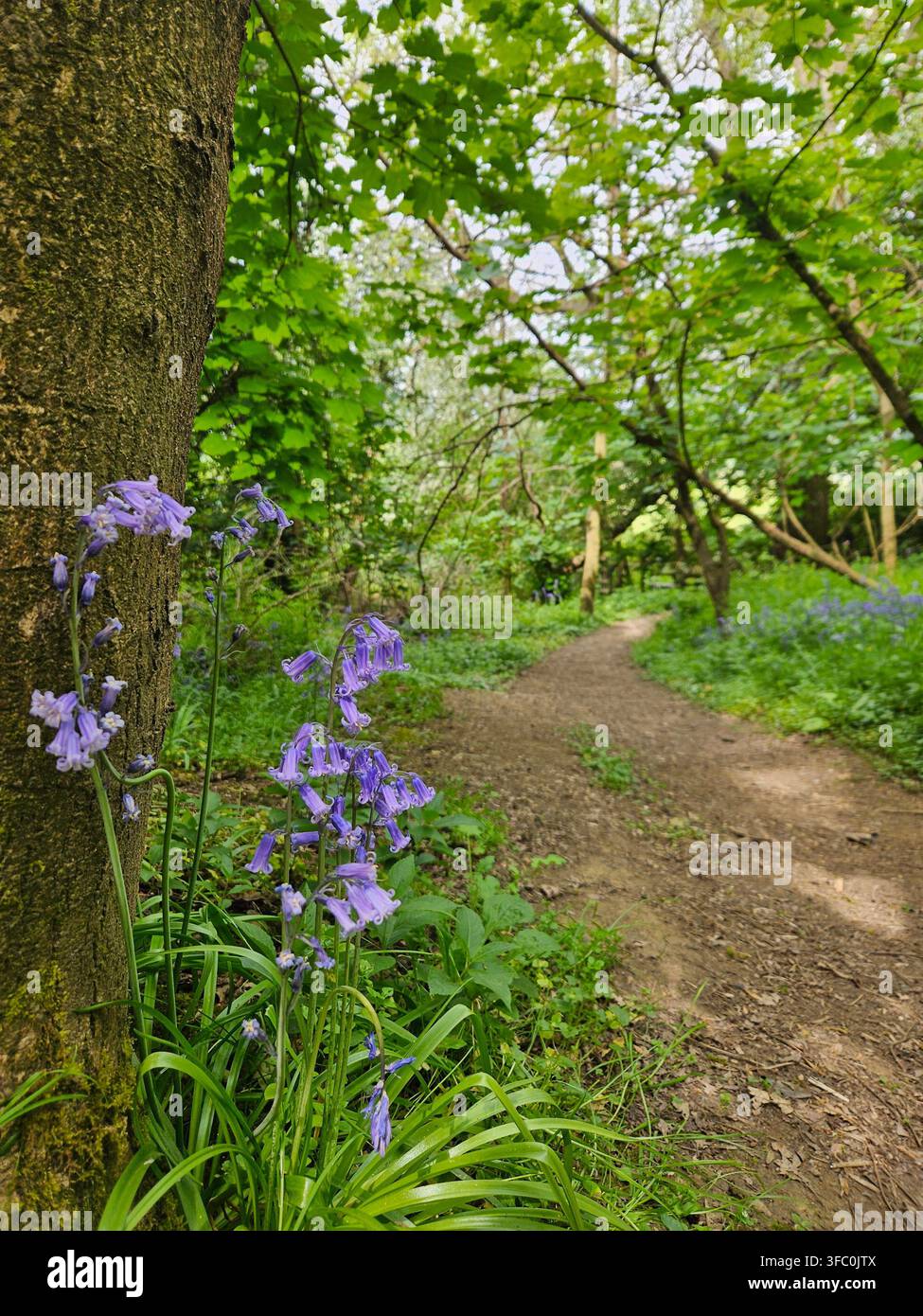 Sentiero boschivo nei Cotswold delimitato da giacinti blu inglesi (Hyacinthoides non-scripta) che fioriscono sotto gli alberi in primavera, Inghilterra, Regno Unito Foto Stock