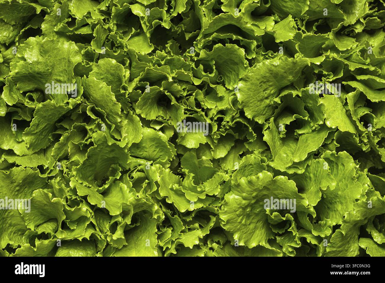 Insalata verde fresca come sfondo Foto Stock