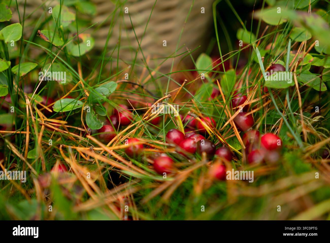 Le mirtilli crescono sul terreno della foresta, bacche selvatiche raggruppate tra foglie e rametti in primo piano. Il superalimento naturale e organico offre una tranquilla raccolta spontanea, una serena raccolta autunnale nella taiga. Foto Stock