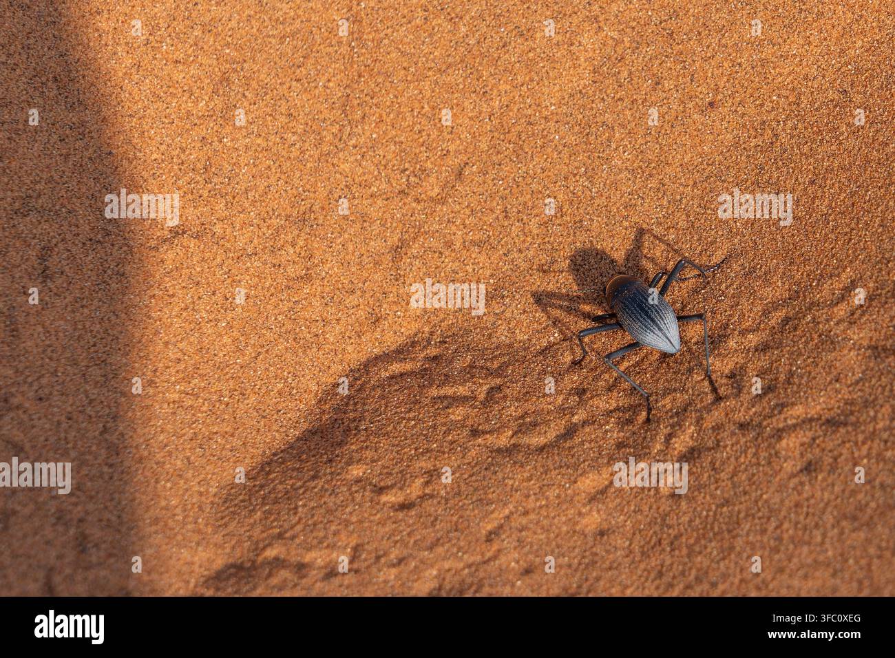 Scarabeo scuro che naviga tra le aride dune di sabbia rossa del deserto di Namib, mostrando l'adattamento e la sopravvivenza della fauna in un ambiente duro e secco. Sossu Foto Stock