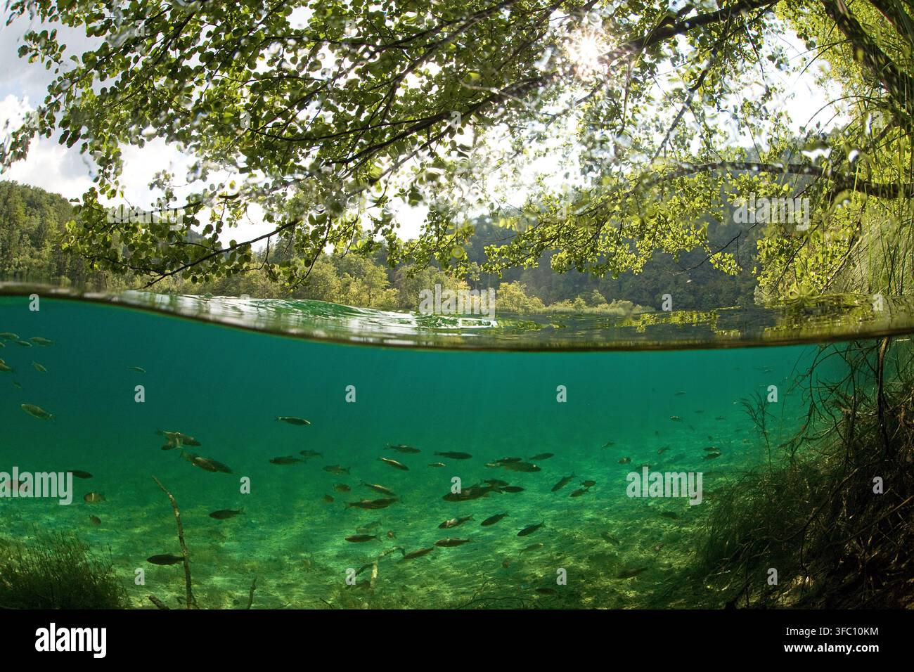 Immagine metà sopra metà sotto l'acqua, pesci nei laghi di Plitvice, Parco nazionale, Croazia Foto Stock