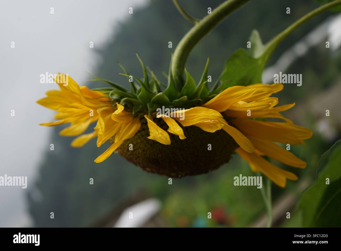 girasole vivace in piena fioritura Foto Stock