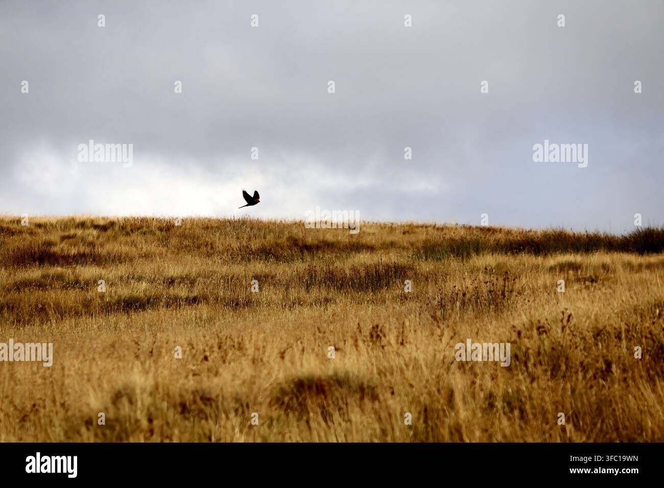 Gheppi alla caccia nel Peak District Foto Stock