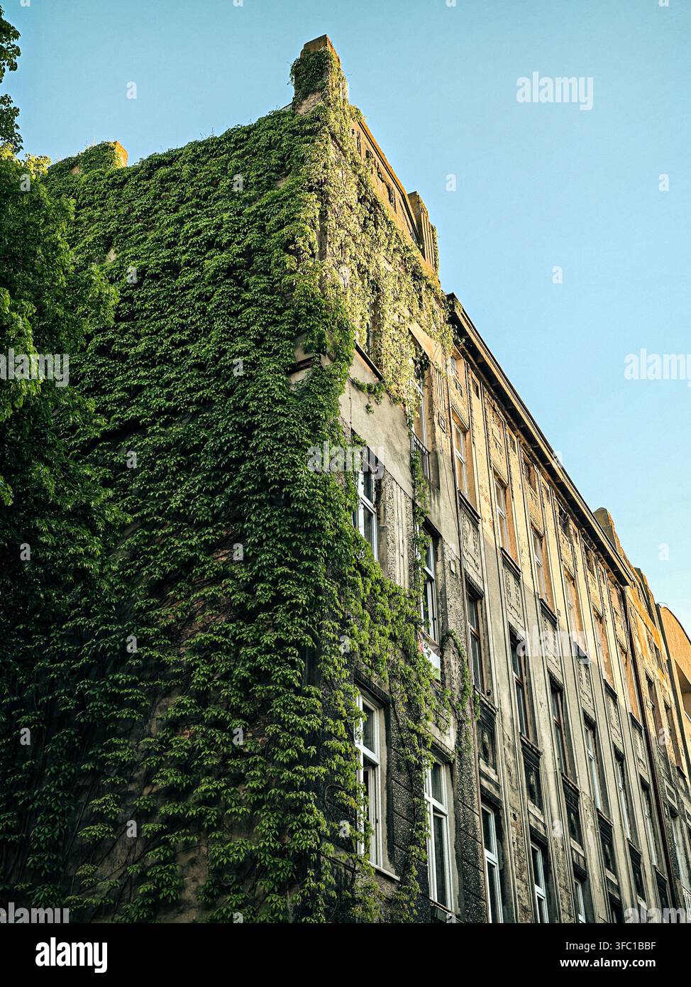 Una vecchia facciata di edificio in cemento a £ódŸ, Polonia, parzialmente ricoperta da un vivace edera verde, in contrasto con la trama invecchiata della struttura Foto Stock