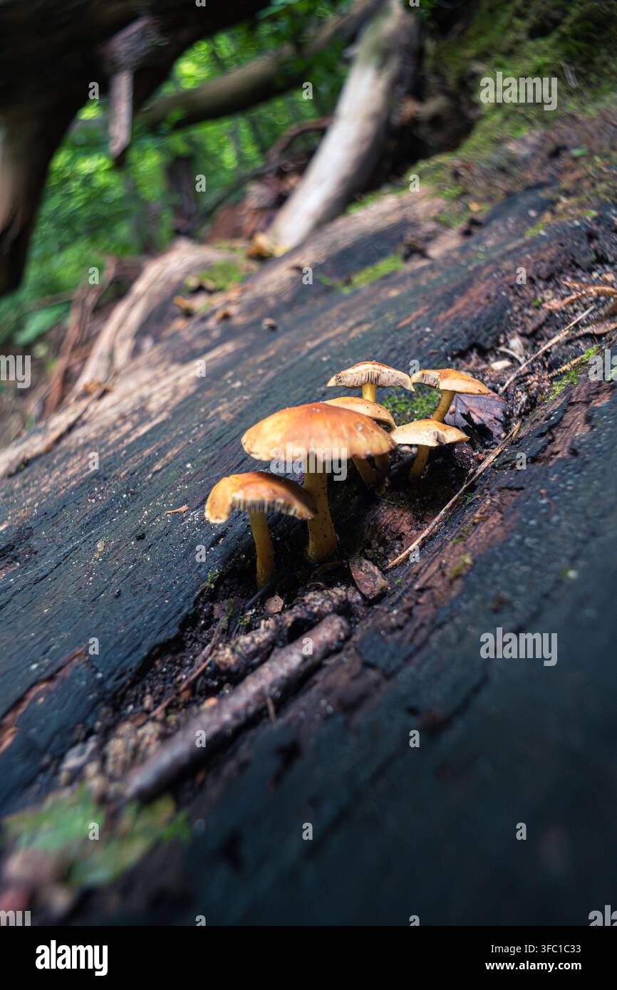 Un primo piano verticale di un gruppo di piccoli funghi marroni e gialli che crescono da un tronco caduto scuro e muschioso in un ambiente forestale vivace. La sh Foto Stock