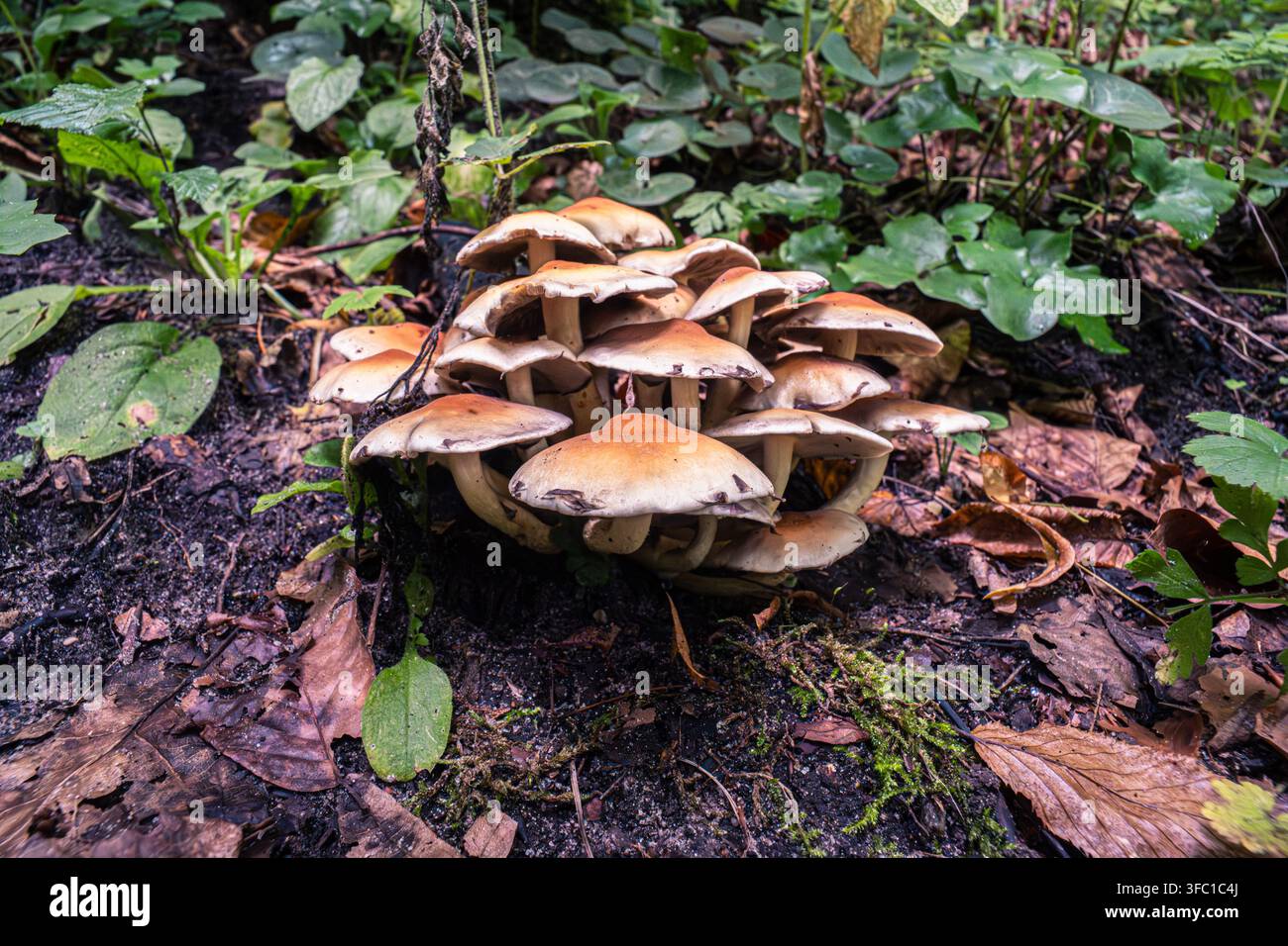 Una vista ravvicinata di un ammasso fitto di funghi selvatici con cappelli marrone chiaro e gambi color crema, che prosperano sul suolo scuro e umido della foresta. Ambiente Foto Stock
