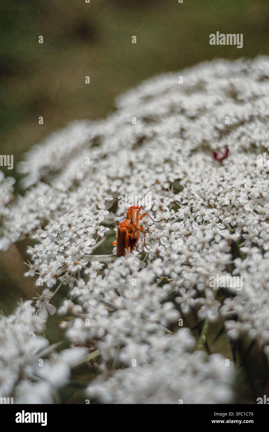 Un primo piano ad angolazione alta cattura due coleotteri soldato di un arancione brillante impegnati nell'accoppiamento su un delicato grappolo bianco di fiori selvatici di Queen Anne's Lace. Foto Stock