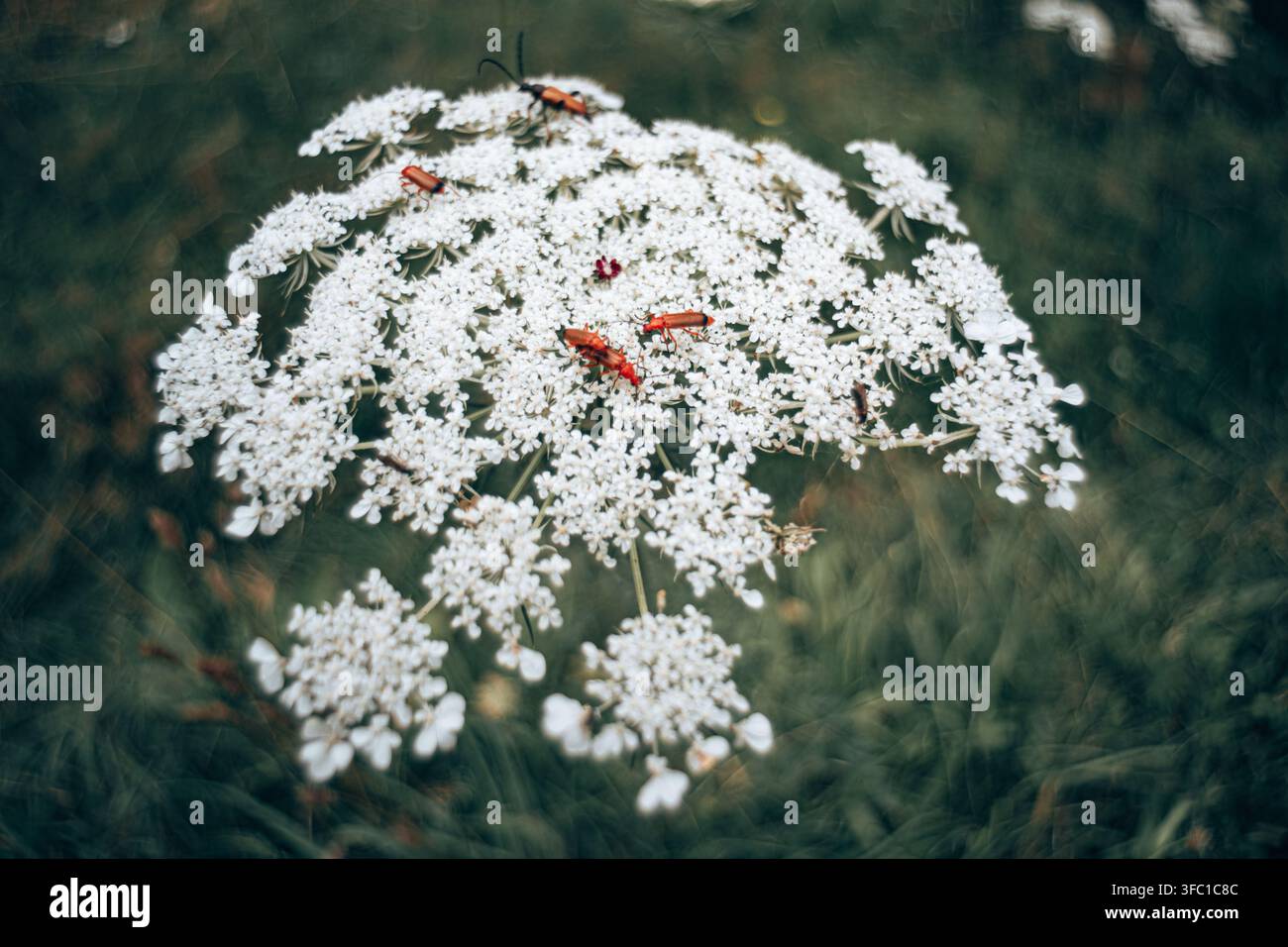 Un primo piano, vista dall'alto, di diversi coleotteri soldato rossi (Rhagonycha fulva) che cercano attivamente sulle delicate fioriture bianche di una ombela (Da Foto Stock