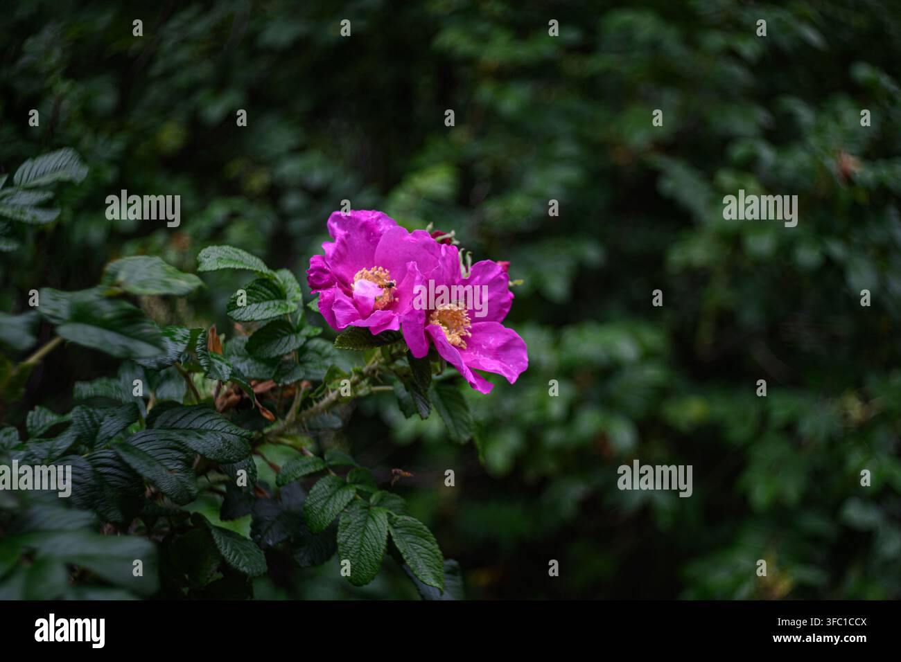 Un primo piano di due vivaci fiori di rosa selvatica rosa con piccole api che raccolgono attivamente il nettare dai loro centri gialli. I fiori sono posizionati contro Foto Stock
