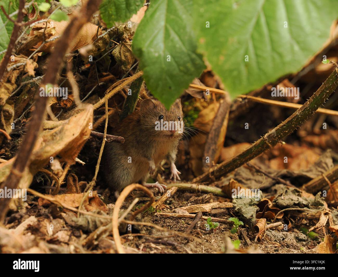 Topolino di campo in una foresta locale a Warrington. Foto Stock
