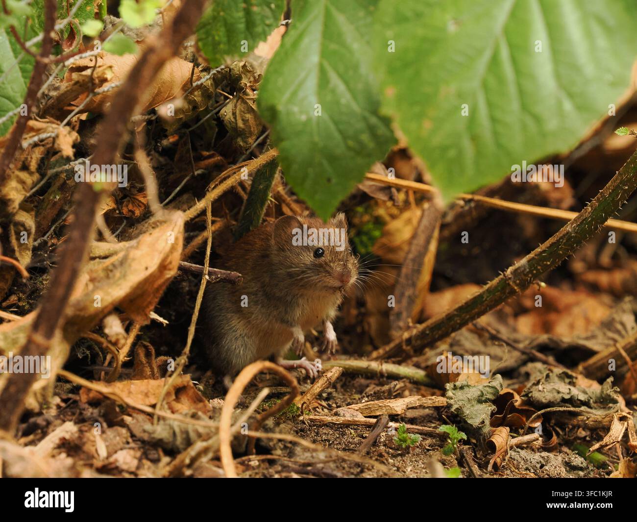 Topolino di campo in una foresta locale a Warrington. Foto Stock