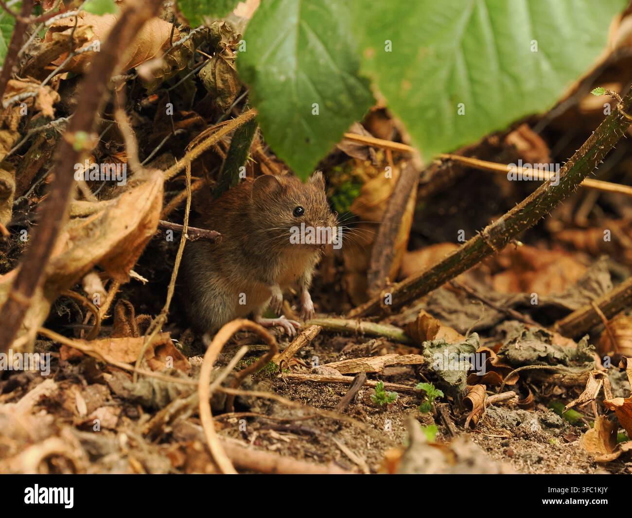 Topolino di campo in una foresta locale a Warrington. Foto Stock