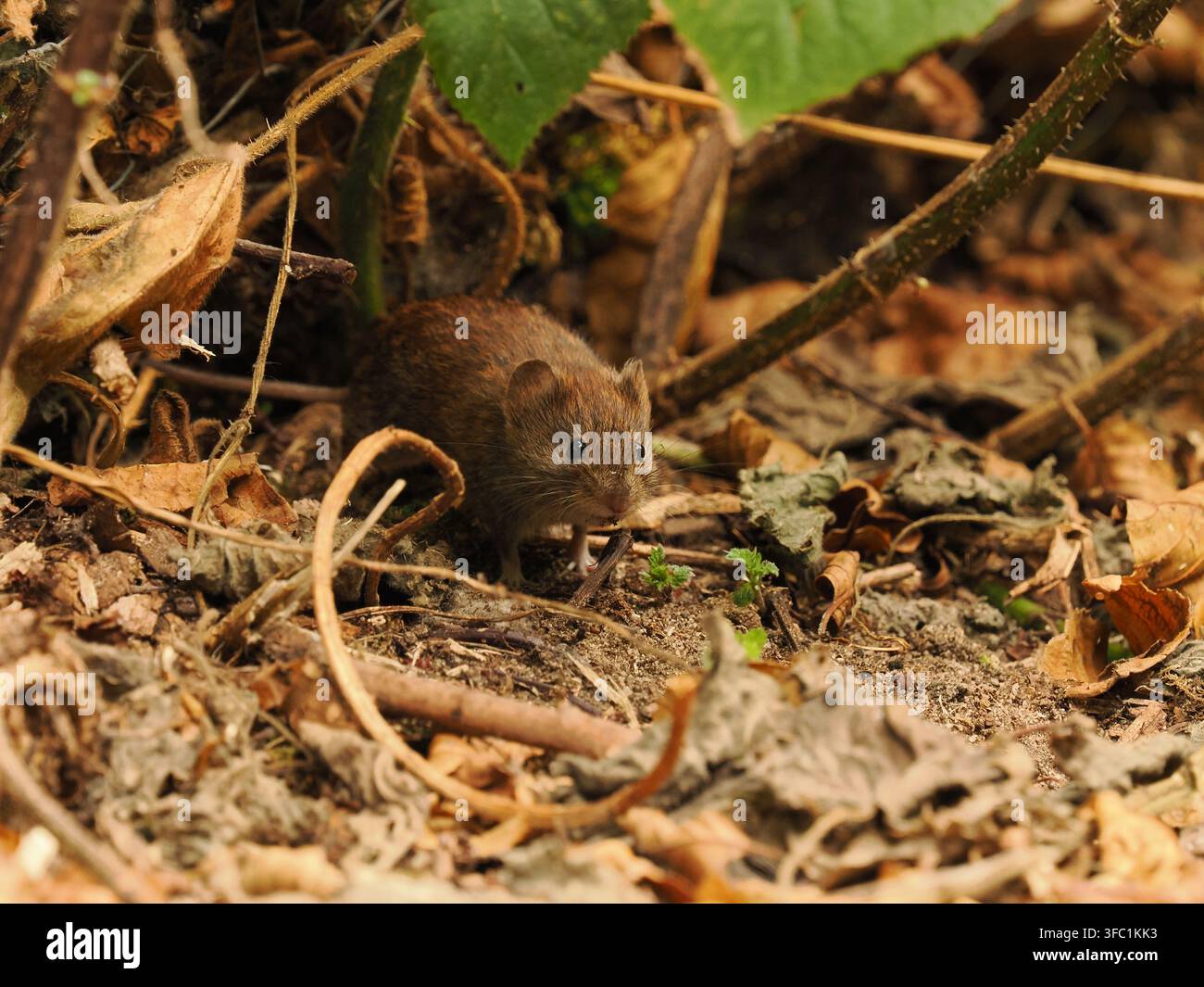 Topolino di campo in una foresta locale a Warrington. Foto Stock