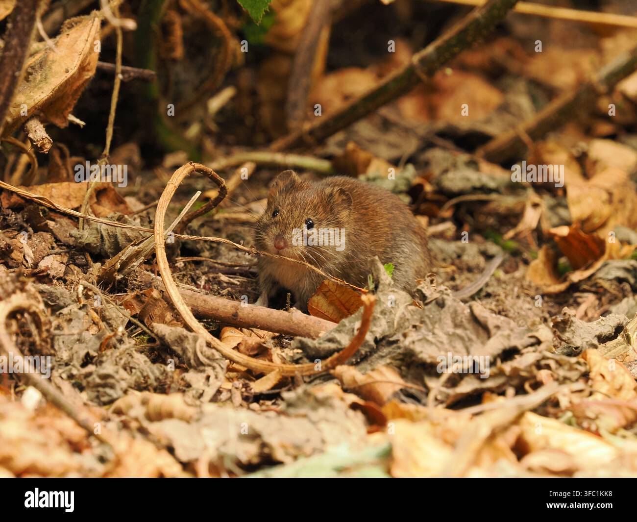 Topolino di campo in una foresta locale a Warrington. Foto Stock