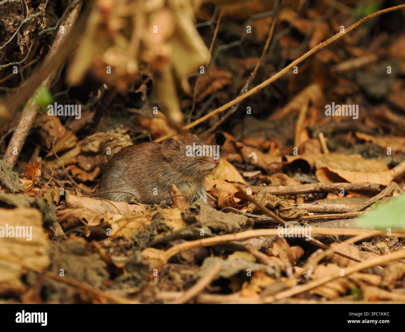 Topolino di campo in una foresta locale a Warrington. Foto Stock