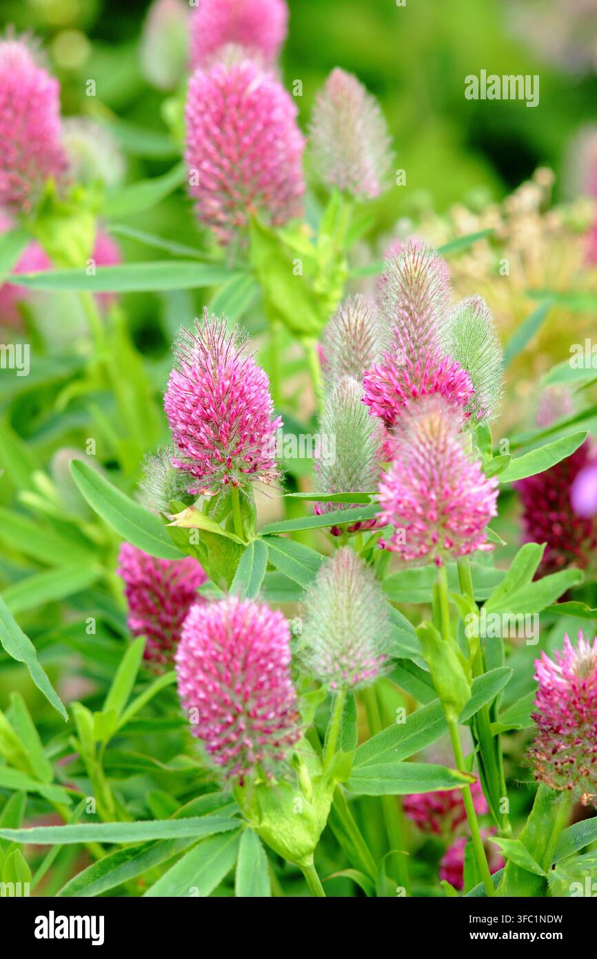 Trifolium rubens Peach Pink, Trifoglio rossastro; trifoglio ornamentale da giardino con densi grappoli di fiori rosa. Planta perenne Foto Stock