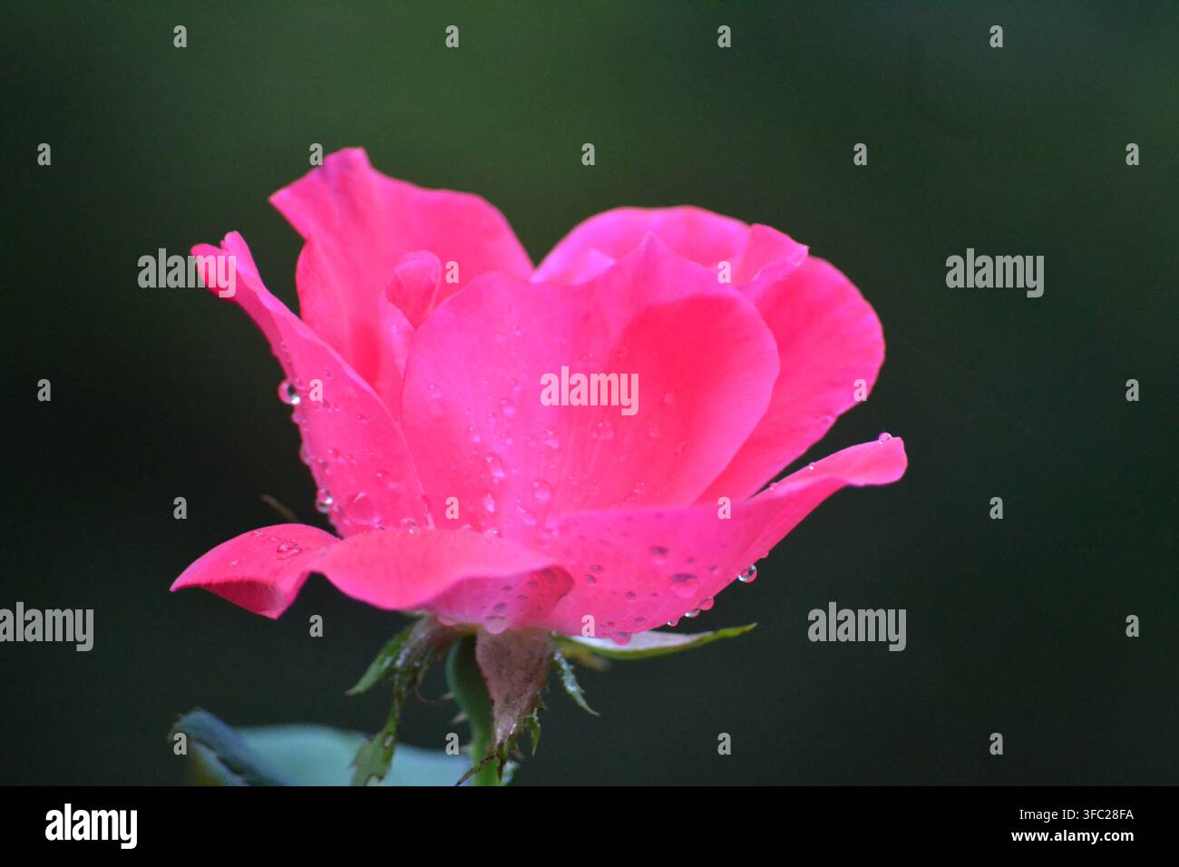 Fotografia macro a vista laterale di una rosa rosa vivace in fiore con gocce d'acqua di rugiada mattutina sui petali, su uno sfondo verde scuro e suggestivo. Foto Stock